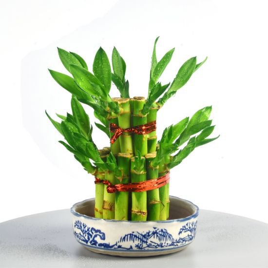 100 Seeds Lucky Bamboo Bonsai Plant Seeds Fresh Seeds