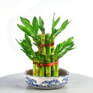 100 Seeds Lucky Bamboo Bonsai Plant Seeds Fresh Seeds