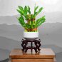 100 Seeds Lucky Bamboo Bonsai Plant Seeds Fresh Seeds