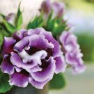 200 Seeds Gloxinia Flower Seeds Fresh Seeds