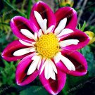 100 Seeds 'Symbolizes Courage' Dahlia Flower Seeds Fresh Seeds