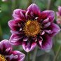 100 Seeds 'Symbolizes Courage' Dahlia Flower Seeds Fresh Seeds