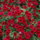 400 Seeds Dark Red Velour Petunia Seeds Fresh Seeds