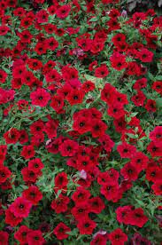 400 Seeds Dark Red Velour Petunia Seeds Fresh Seeds