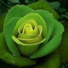 100 Seeds Dark Green & Light Green Rose Plant Seeds Fresh Seeds