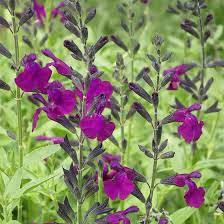 40 Seeds Mixed Salvia with Tubular Flowers Seeds Fresh Seeds
