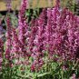 40 Seeds Mixed Salvia with Tubular Flowers Seeds Fresh Seeds