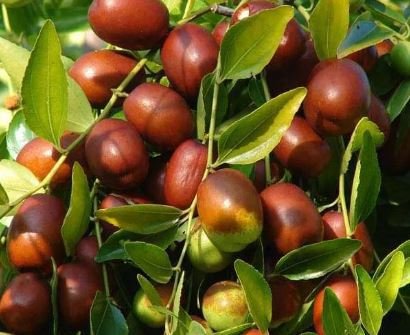 40 Seeds Ziziphus Jujube Tree Seeds Fresh Seeds