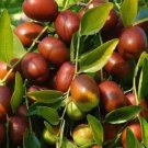 40 Seeds Ziziphus Jujube Tree Seeds Fresh Seeds