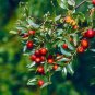 40 Seeds Ziziphus Jujube Tree Seeds Fresh Seeds