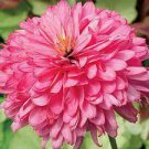 200 Seeds 'Pink Poodle' Echinacea Purpurea Seeds Fresh Seeds