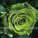100 Seeds Dark Green European Rose Bush Seeds Fresh Seeds