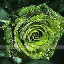 100 Seeds Dark Green European Rose Bush Seeds Fresh Seeds