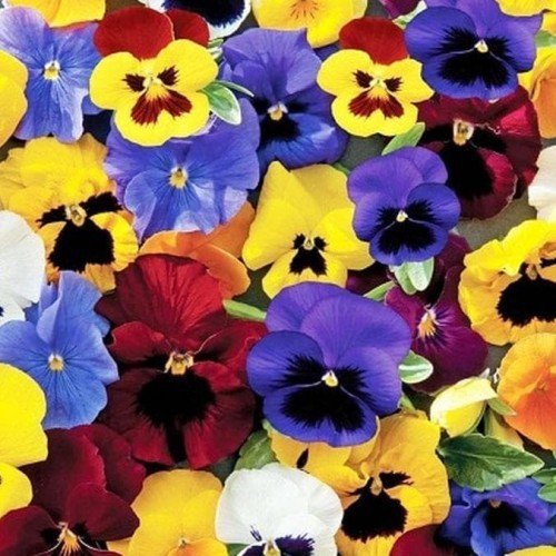 100 Seeds Swiss Waved Mixed Pansy Seeds Fresh Seeds