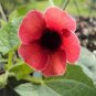 20 Seeds Thunbergia Alata Chile Susan Seeds Fresh Seeds