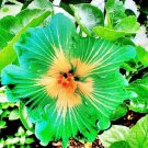 200 Seeds Green Hibiscus Flower Seeds Fresh Seeds