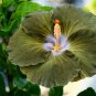 200 Seeds Green Hibiscus Flower Seeds Fresh Seeds