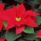 200 Seeds Colorful Poinsettia Bonsai Flower Seeds Fresh Seeds