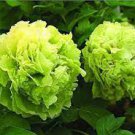 10 Seeds Rare Green Peony Shrub Seeds Fresh Seeds