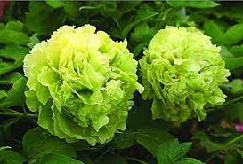 10 Seeds Rare Green Peony Shrub Seeds Fresh Seeds