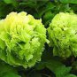 10 Seeds Rare Green Peony Shrub Seeds Fresh Seeds
