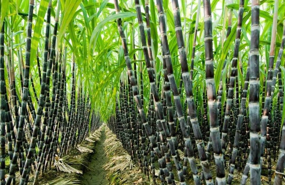 200 Seeds Black Sugarcane Organic Seeds Fresh Seeds