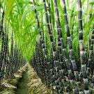 200 Seeds Black Sugarcane Organic Seeds Fresh Seeds