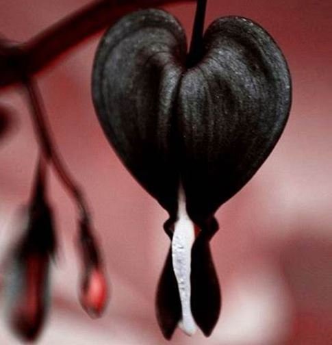 200 Seeds Rare Dicentra Spectabilis Bleeding Heart Seeds Fresh Seeds