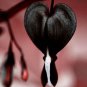 200 Seeds Rare Dicentra Spectabilis Bleeding Heart Seeds Fresh Seeds