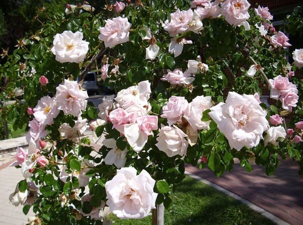 100 Seeds New Dawn White Pink Climbing Rose Seeds Fresh Seeds