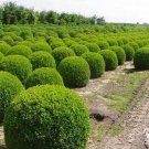 400 Seeds Evergreen Boxwood Shrub Green Tree Seeds Fresh Seeds