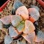 10 Seeds Haworthia Hybrid Succulent Seeds Fresh Seeds