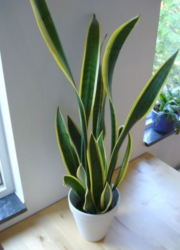 40 Seeds Green Sansevieria Plant Seeds Fresh Seeds