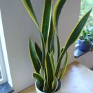 40 Seeds Green Sansevieria Plant Seeds Fresh Seeds