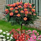 100 Seeds 'Huo Yan' Orange Golden Double Rose Seeds Fresh Seeds