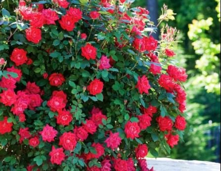 100 Seeds Heirloom Red Rose Tree Seeds Fresh Seeds