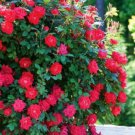 100 Seeds Heirloom Red Rose Tree Seeds Fresh Seeds