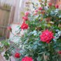 100 Seeds Heirloom Red Rose Tree Seeds Fresh Seeds