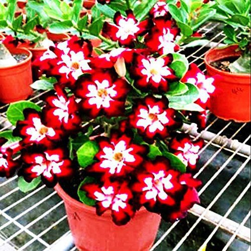 4 Seeds Rare Dark Flowing Adenium Desert Rose Seeds Fresh Seeds