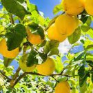40 Seeds Yellow Big Lemon Tree Organic Seeds Fresh Seeds