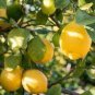 40 Seeds Yellow Big Lemon Tree Organic Seeds Fresh Seeds