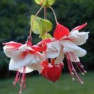 200 Seeds Japanese Red White Fuchsia Flower Seeds Fresh Seeds