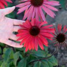 200 Seeds 'Big Sky' Fire Red Echinacea Coneflower Seeds Fresh Seeds