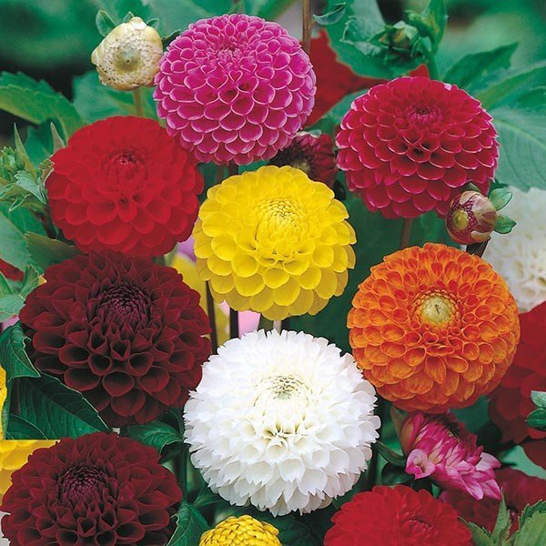 100 Seeds Mixed Dahlia Flower Seeds Fresh Seeds