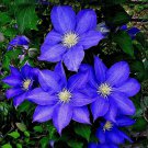 200 Seeds Blue Clematis Flower Seeds Fresh Seeds