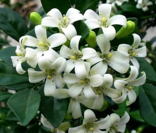 40 Seeds Orange Jasmine Shrub with White Fragrant Flowers Fresh Seeds