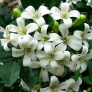 40 Seeds Orange Jasmine Shrub with White Fragrant Flowers Fresh Seeds