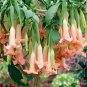 200 Seeds Mixed Color Bonsai Dwarf Brugmansia Datura Fragrant Flower Seeds Fresh Seeds