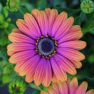 100 Seeds 'Copper Amethyst' African Daisies Flower Seeds Fresh Seeds