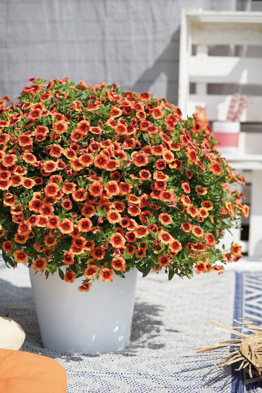400 Seeds Apricot Punch Calibrachoa Organic Petunia Seeds Fresh Seeds